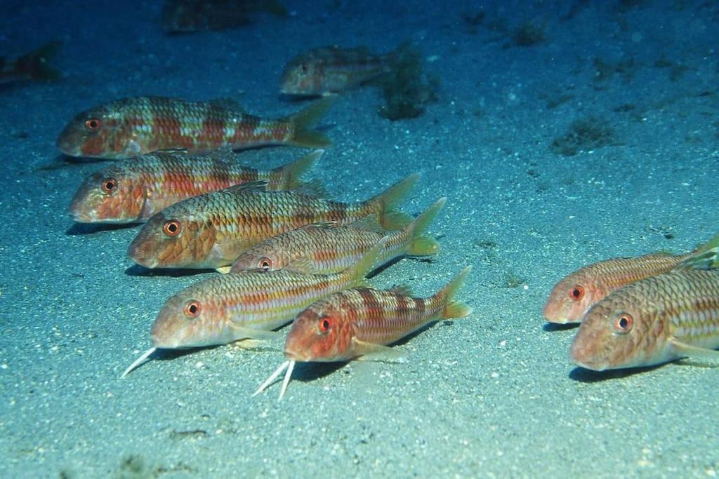 Appartamento Roquetas Costa Roquetas de Mar Esterno foto